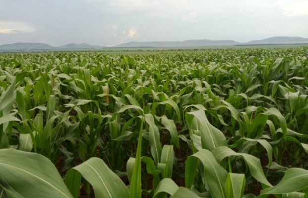 Maize growing in Masindi