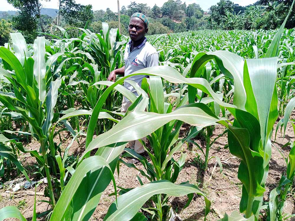 Maize production cost breakdown